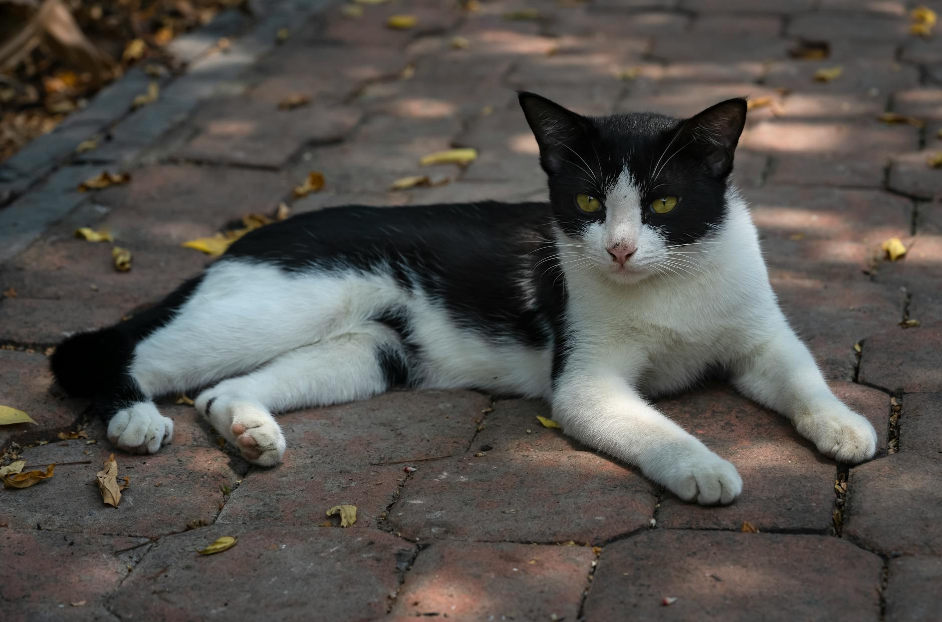 How Puncture Protection Affects Hybrid Tire Choice