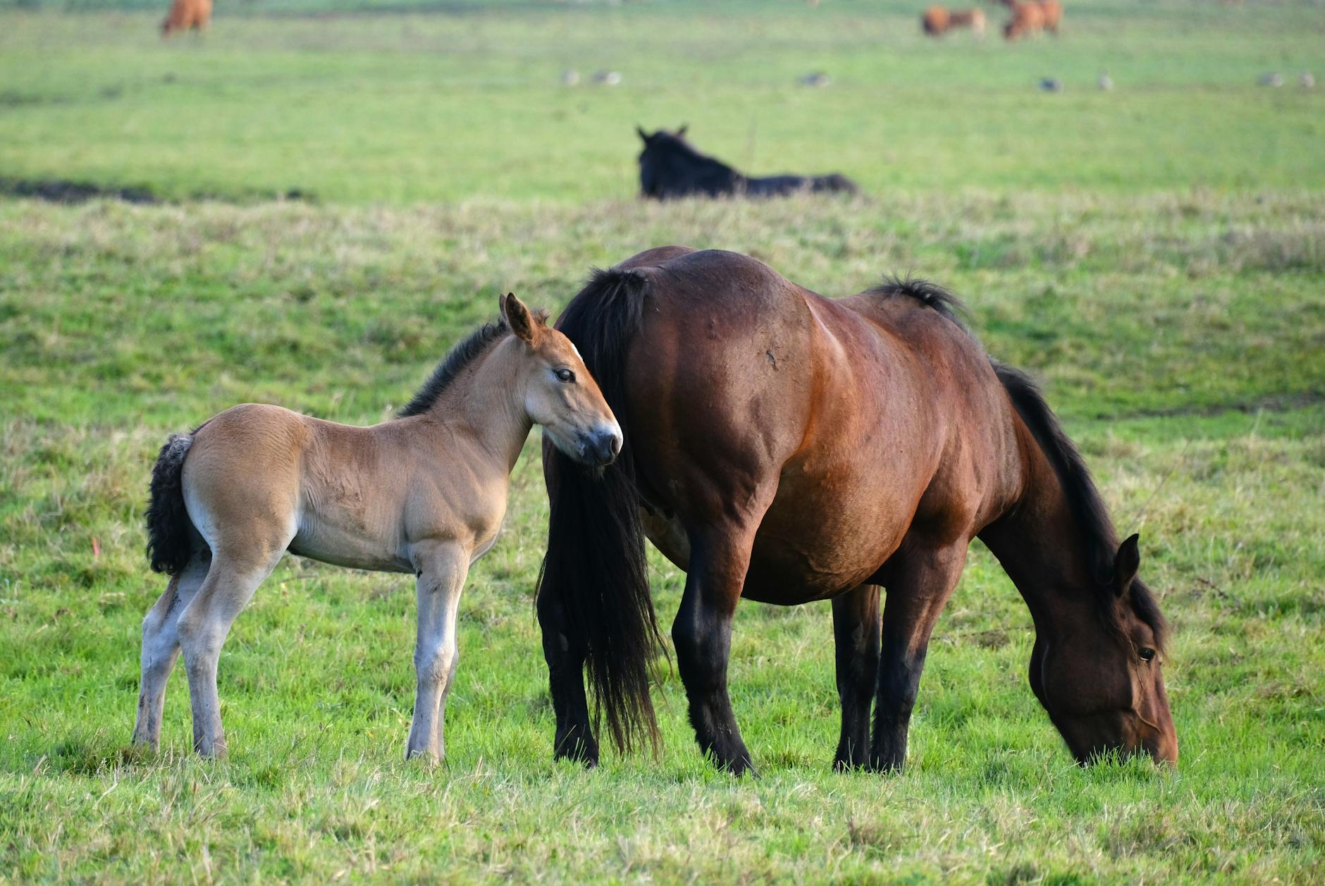 Mounting Systems and Frame Compatibility Challenges