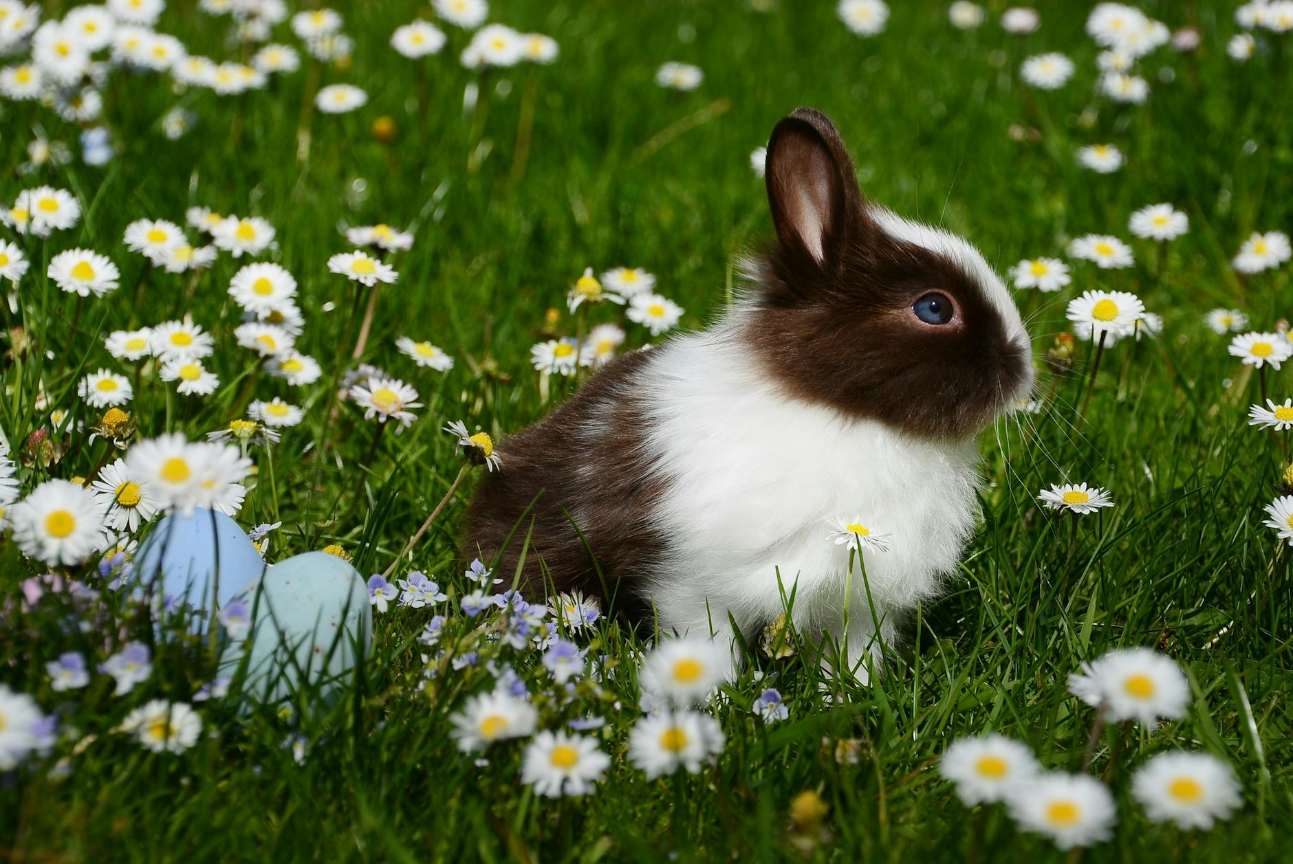 What's the Difference Between a Bunny Hop and a Manual or Wheelie?