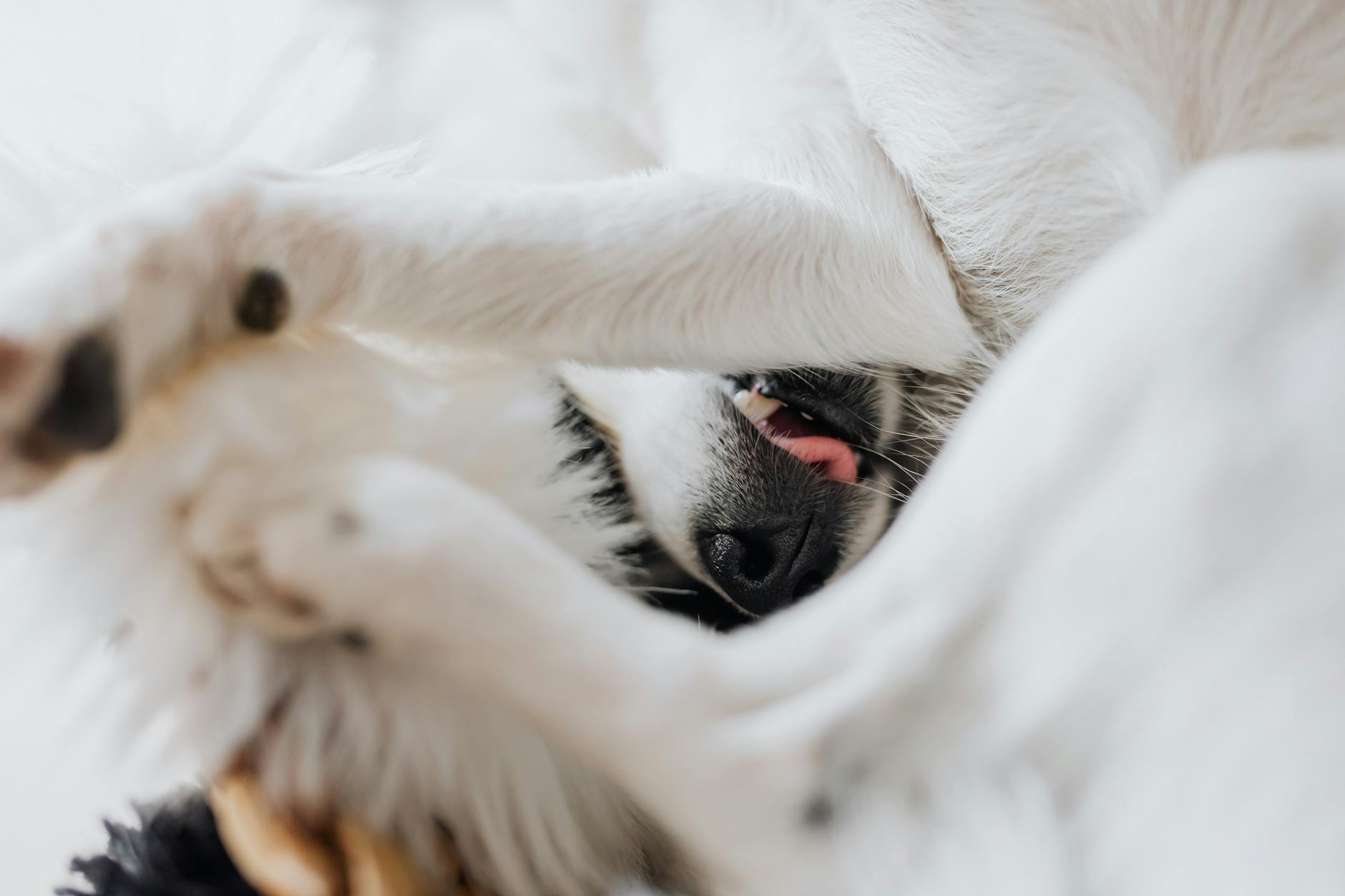 Why Dogs Chase Cyclists and What Triggers Their Behavior