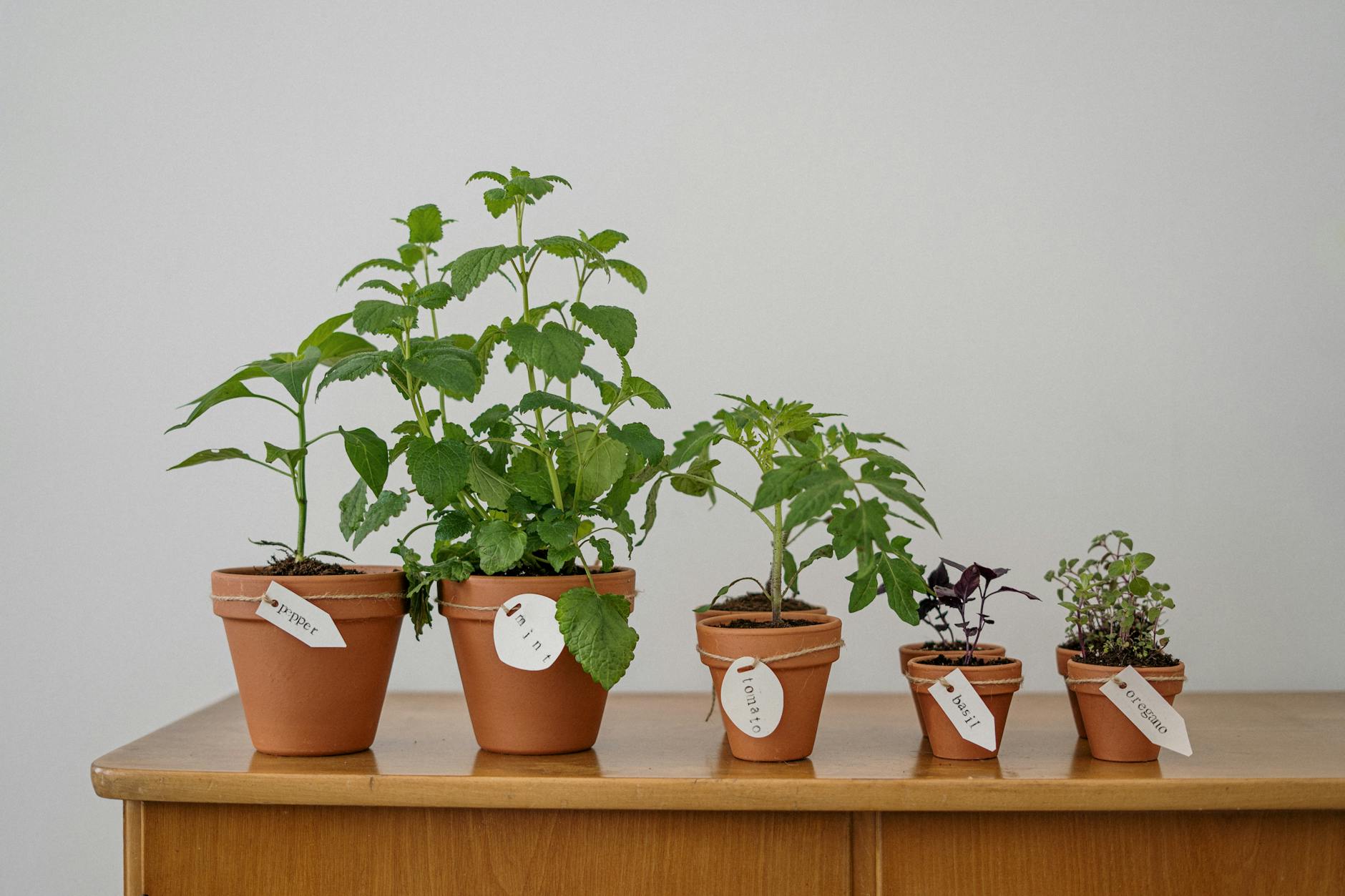 Choosing the Right Pot Size and Shape