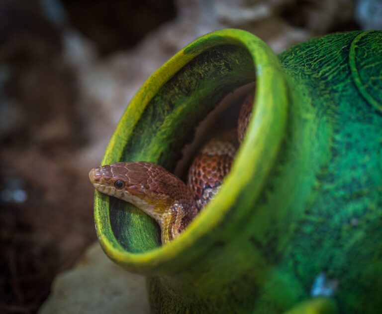 Snake entangled in bicycle chain injures cyclist during recreational ride - Featured image
