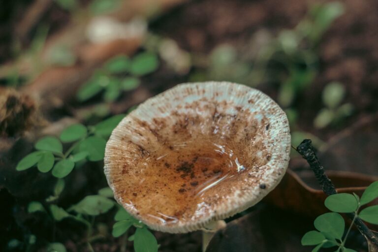 Aquatic toxicity and biodegradability tradeoffs in bicycle chain lubricants: How Claims, Metrics, and Environmental Impacts Can Be Verified - Featured image